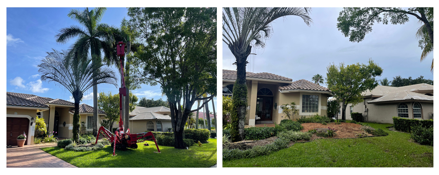before and after palm tree removal